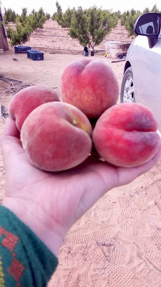 Aton Green Egypt Fresh Fruits & Vegetables